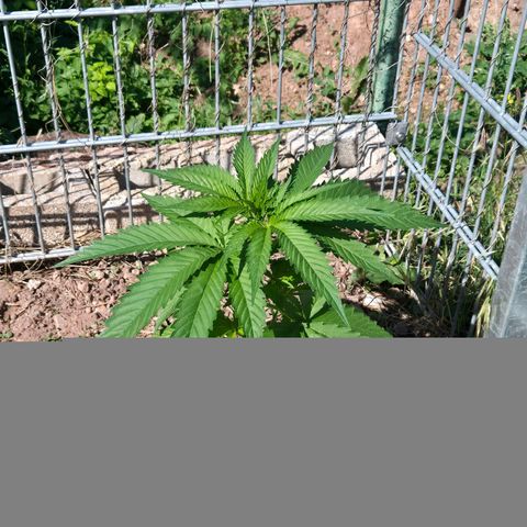Fruit Spirit growlog timeline photo