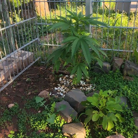 Fruit Spirit growlog timeline photo