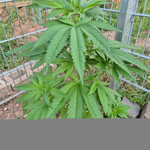 Fruit Spirit growlog timeline photo