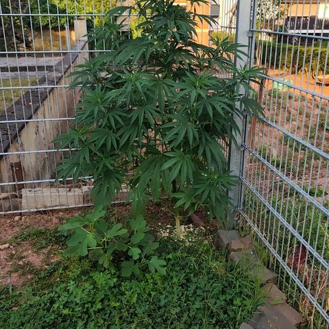 Fruit Spirit growlog timeline photo