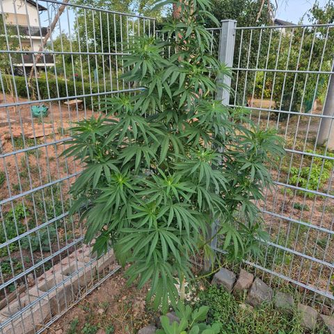 Fruit Spirit growlog timeline photo