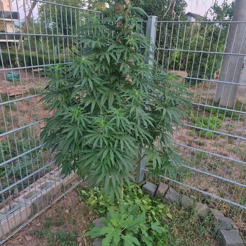 Fruit Spirit growlog timeline photo