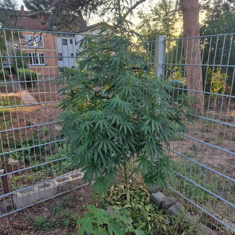 Fruit Spirit growlog photo: 190 cm.