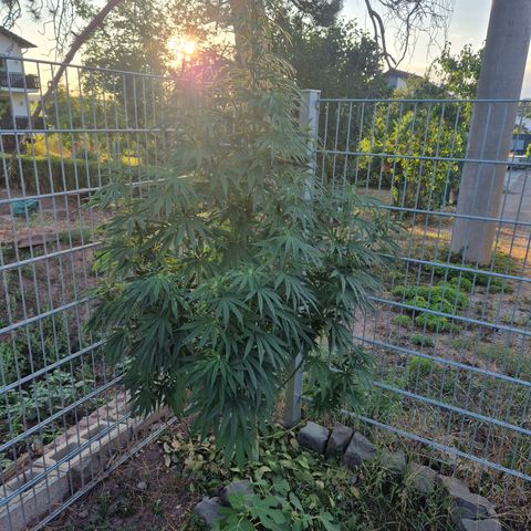 Fruit Spirit growlog photo: 190 cm.
