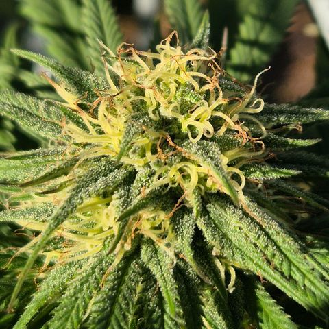 Fruit Spirit growlog timeline photo
