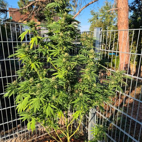 Fruit Spirit growlog photo: Ancora 1 settimana e penso tagieroʻ. Profuma moltissimo e sta bene.