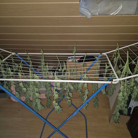 Fruit Spirit growlog photo: Taglio e secca