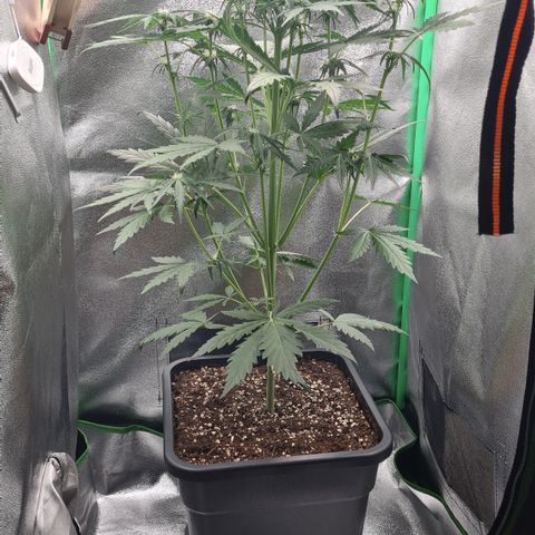 Northern Light growlog timeline photo