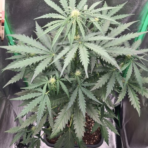 Northern Light growlog timeline photo