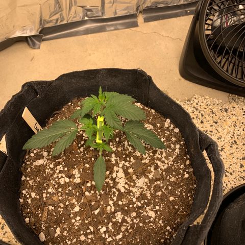 Cookies growlog timeline photo