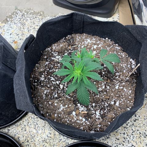 Cookies growlog timeline photo