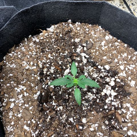 Cookies growlog timeline photo