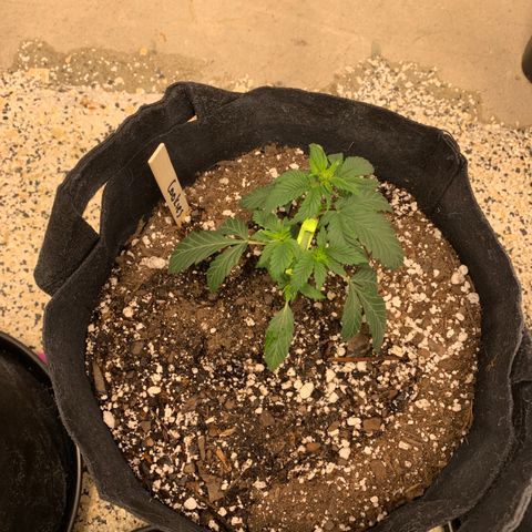 Cookies growlog timeline photo