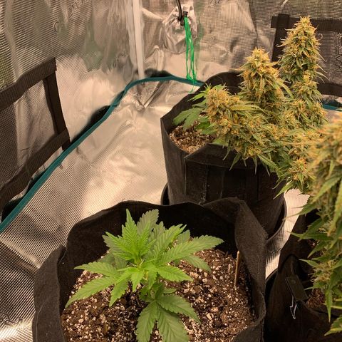 Cookies growlog timeline photo