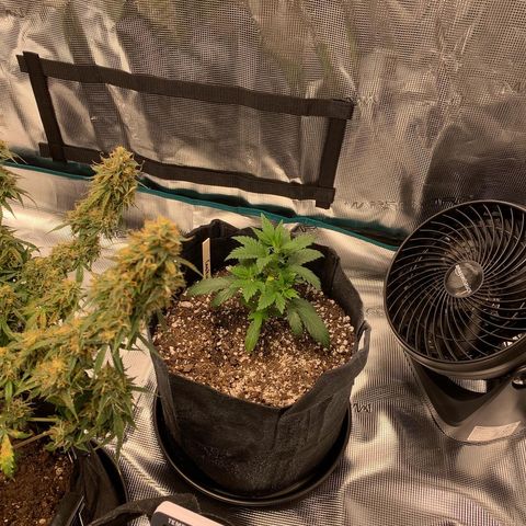 Cookies growlog timeline photo