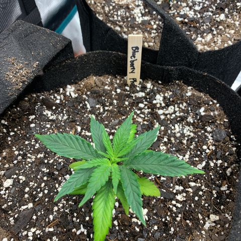 Blueberry Photoperiods growlog timeline photo