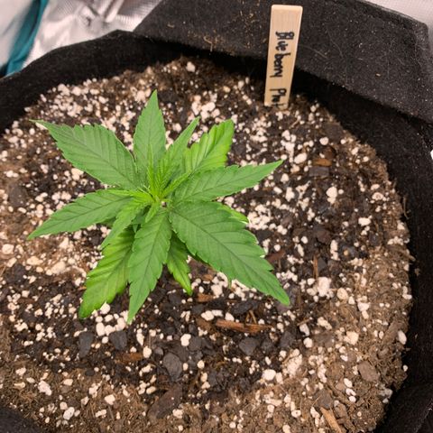 Blueberry Photoperiods growlog timeline photo