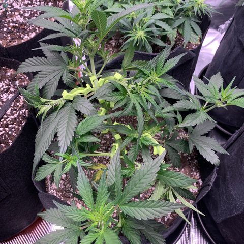 Cookies growlog timeline photo