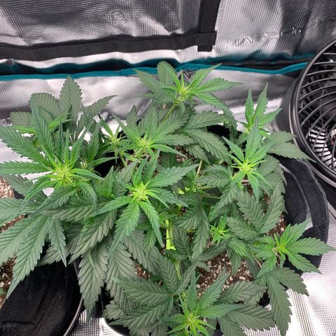 Cookies growlog timeline photo