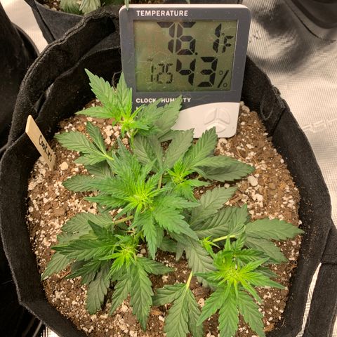 Cookies growlog timeline photo