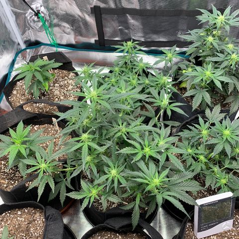 Cookies growlog timeline photo