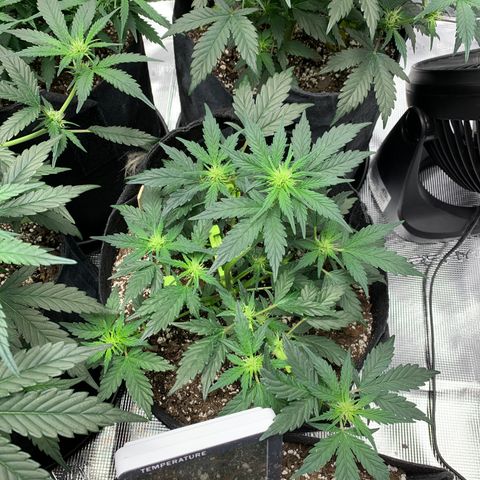 Cookies growlog timeline photo