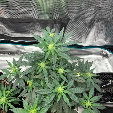 Cookies growlog timeline photo