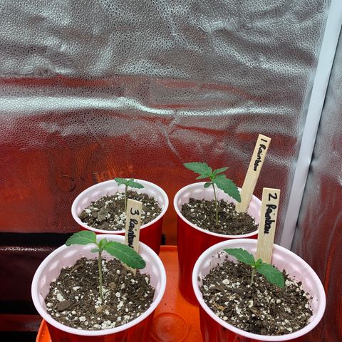 Rainbow 4 growlog timeline photo