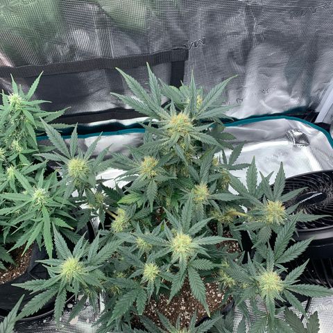 Cookies growlog timeline photo