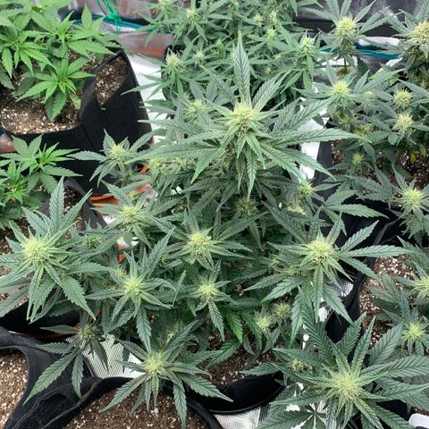 Cookies growlog timeline photo