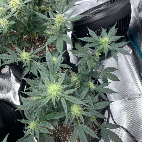 Cookies growlog timeline photo