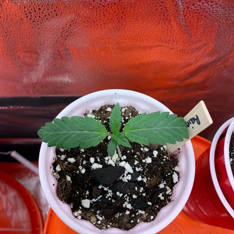 Rainbow 4 growlog timeline photo
