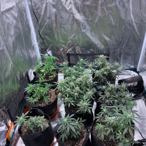 Blueberry Photoperiods growlog photo: Pre-Green Rush Nutes