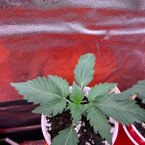 Rainbow 4 growlog timeline photo