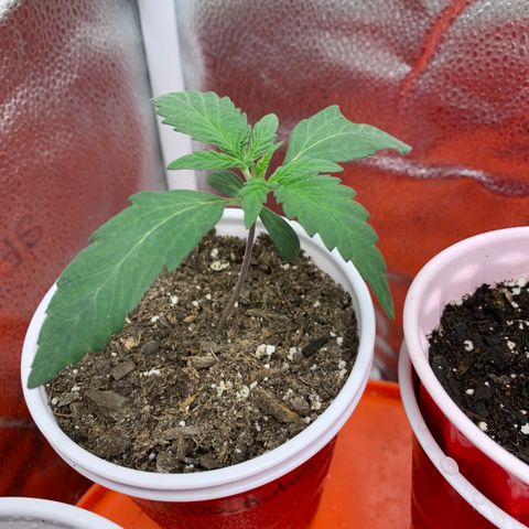 Solo Cup - Mango Smile growlog timeline photo