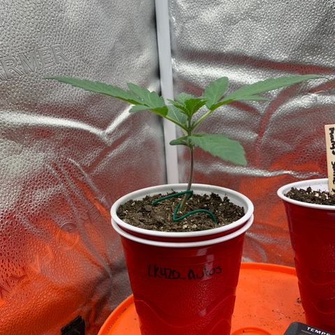Solo Cup - Mango Smile growlog timeline photo