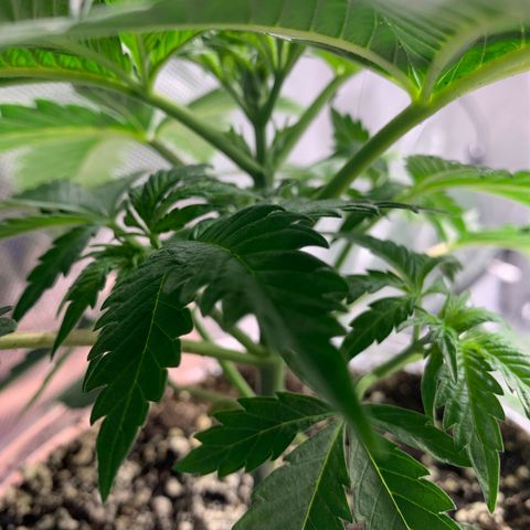 Rainbow 4 growlog timeline photo