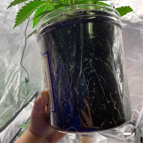 Rainbow 4 growlog timeline photo