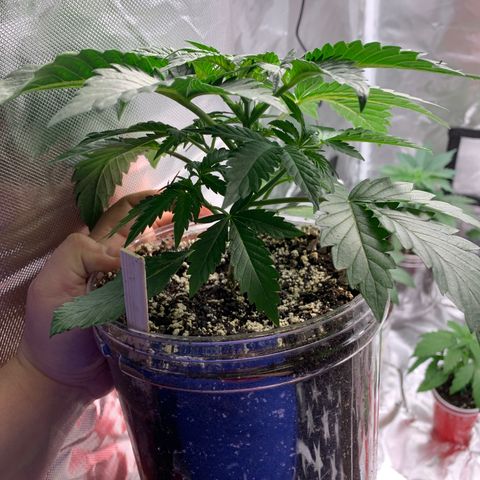 Rainbow 4 growlog timeline photo