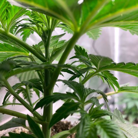 Rainbow 4 growlog timeline photo