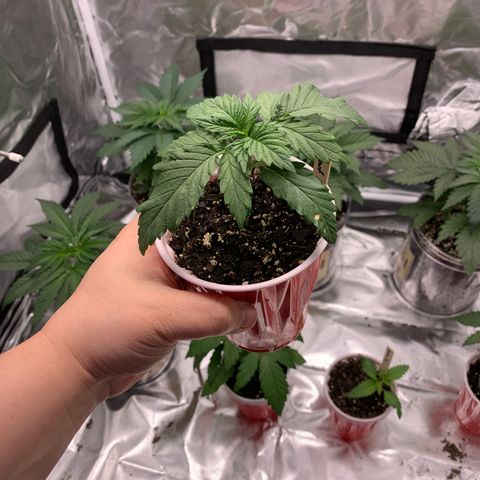 Donut Party 1 growlog timeline photo