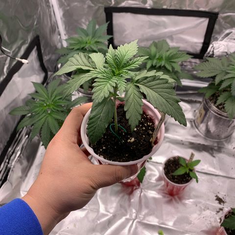 Donut Party 2 growlog timeline photo