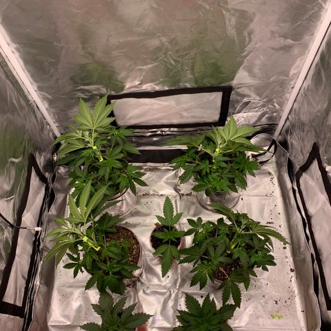 Rainbow 4 growlog timeline photo