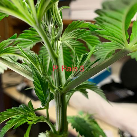 Rainbow 4 growlog timeline photo