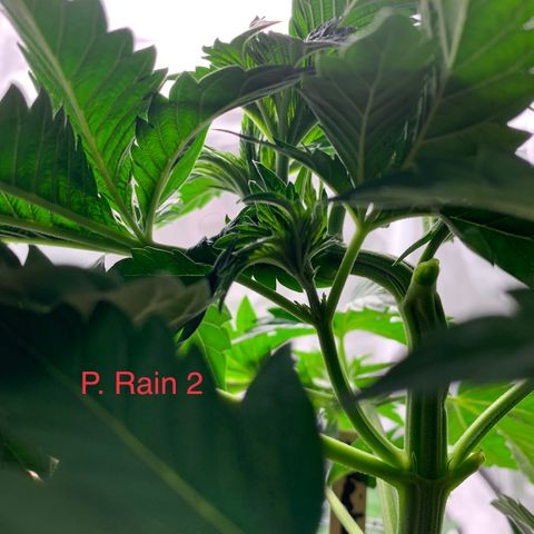 Rainbow 4 growlog timeline photo
