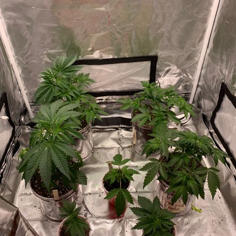 Rainbow 4 growlog timeline photo