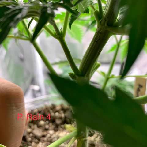Rainbow 4 growlog timeline photo