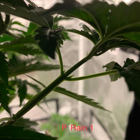 Rainbow 4 growlog timeline photo