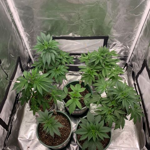 Rainbow 4 growlog timeline photo