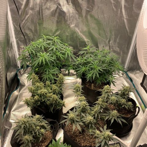 Solo Cup - Mango Smile growlog timeline photo